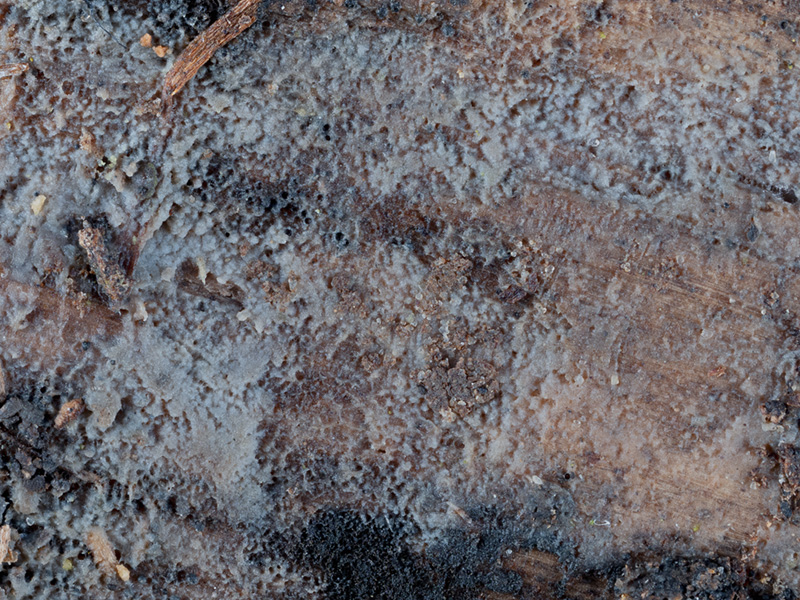 Helicogloea subardosiaca